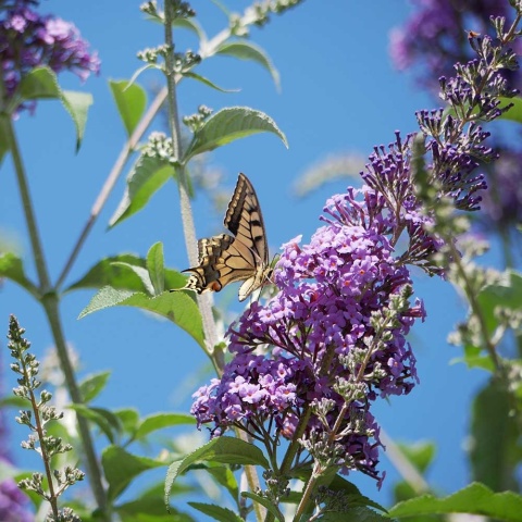 Budleja Dawida Chrystalis Blue 2L