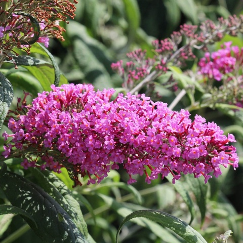 Budleja Dawida Pink Micro Chip 5L