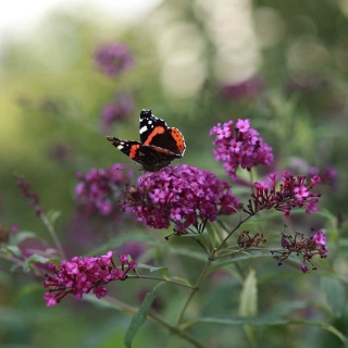 Budleja Dawida Royal Red 2L