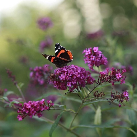 Budleja Dawida Royal Red 2L