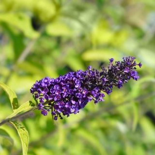 Budleja davida Black Knight 2L