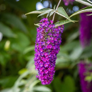 Budleja davida Nanho Purple 2L