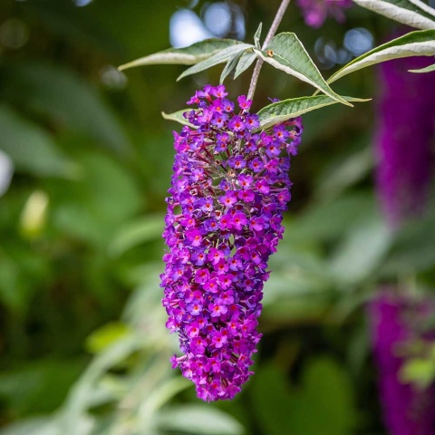 Budleja davida Nanho Purple 2L