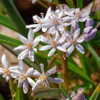 Cebulica różowa 1L