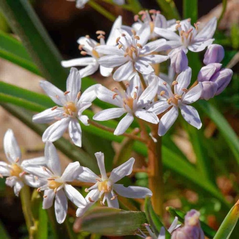 Cebulica różowa 1L