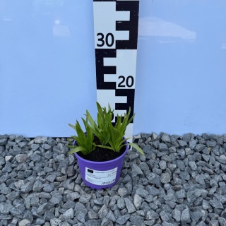 Cebulica różowa 1L