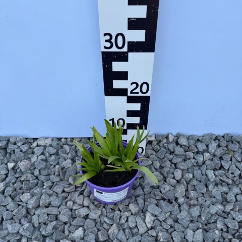 Cebulica różowa 1L