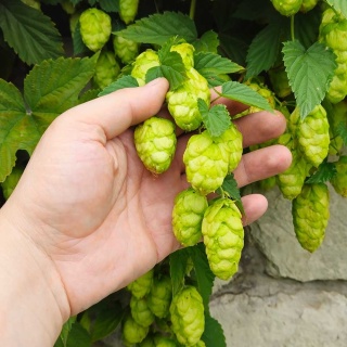 Chmiel zwyczajny P11(1L)