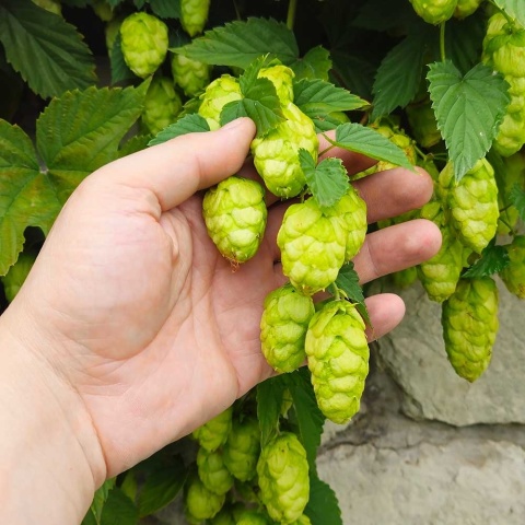 Chmiel zwyczajny P11(1L)