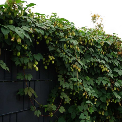 Chmiel zwyczajny P11(1L)