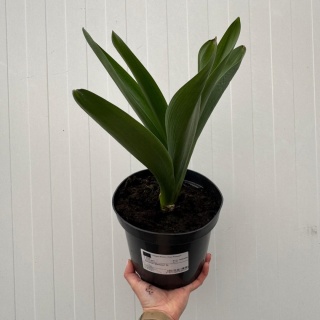 Czosnek Gladiator 3L