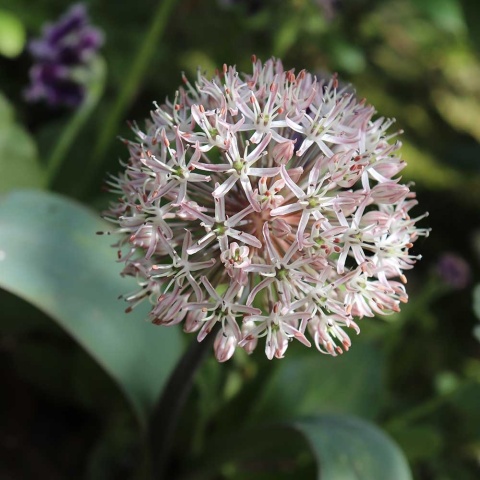 Czosnek karatawski Ivo Queen 1L