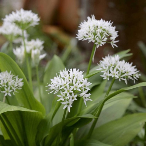 Czosnek niedźwiedzi P9(0,5L)