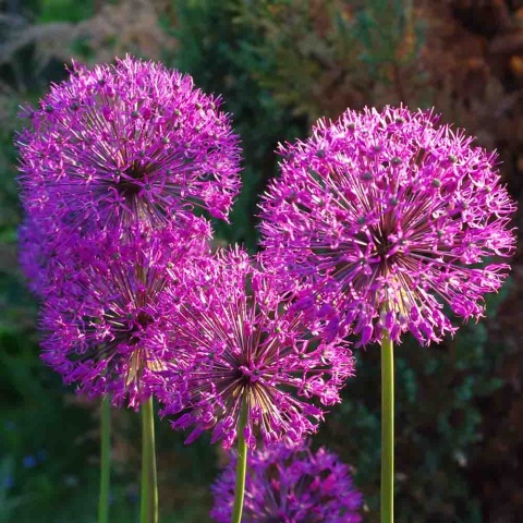 Czosnek ozdobny Christophii 1L(P11)