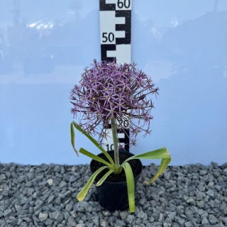 Czosnek ozdobny Christophii 1L(P11)