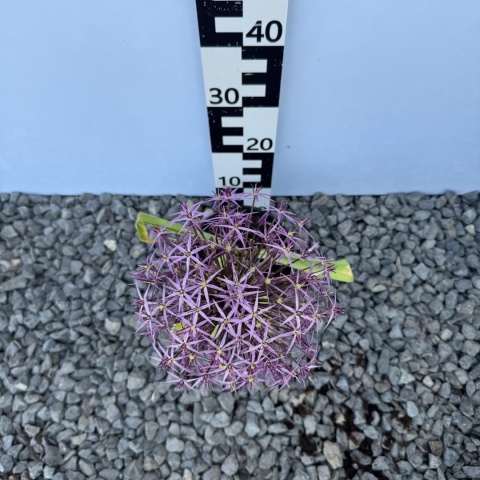 Czosnek ozdobny Christophii 1L(P11)