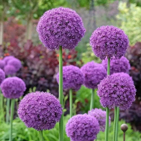 Czosnek ozdobny Gladiator P9(0,5L)