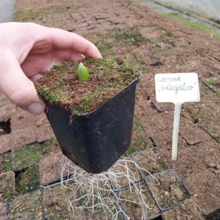 Czosnek ozdobny Gladiator P9(0,5L)