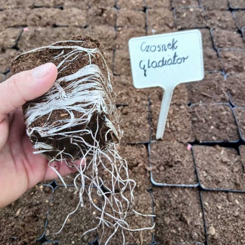 Czosnek ozdobny Gladiator P9(0,5L)