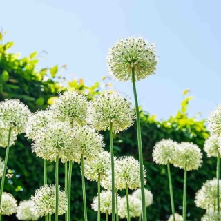 Czosnek ozdobny Mont Blanc 3L