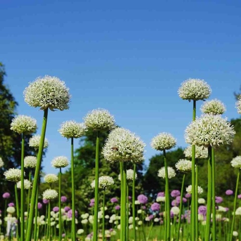 Czosnek ozdobny Mont Everest 3L