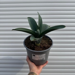 Czosnek ozdobny Mont Everest 3L