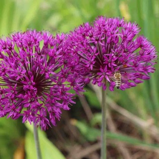 Czosnek ozdobny Purple Sensation 1L(P11)