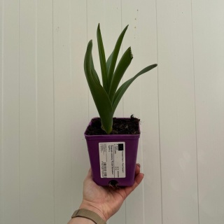 Czosnek ozdobny Purple Sensation 1L(P11)