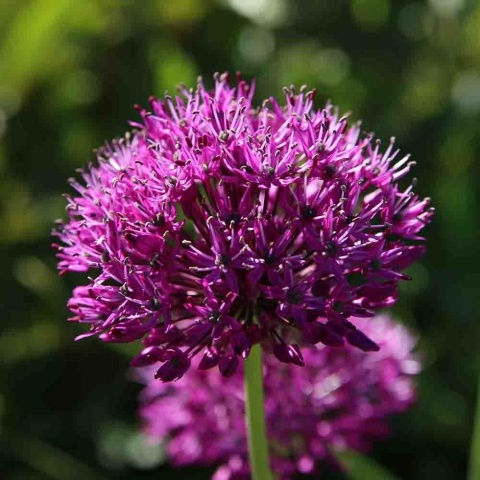 Czosnek ozdobny Red Giant 2L