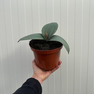 Czosnek ozdobny Red Giant 2L