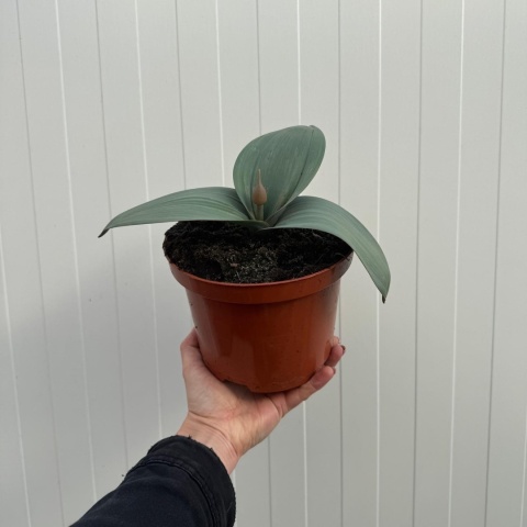 Czosnek ozdobny Red Giant 2L