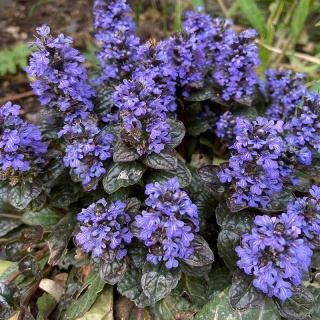 Dąbrówka rozłogowa Black Scallop 1,5L