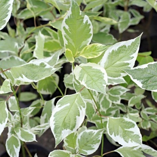 Dereń biały Argenteomarginata 2L