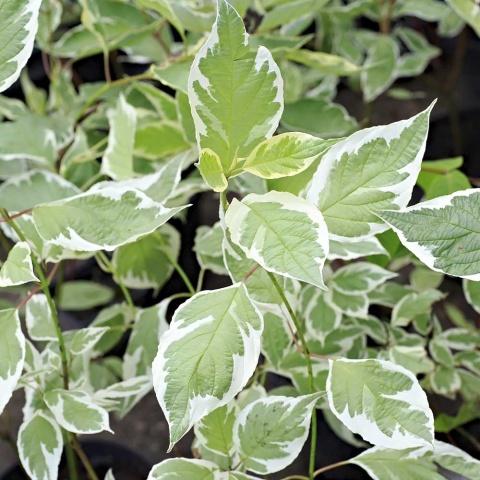 Dereń biały Argenteomarginata 2L