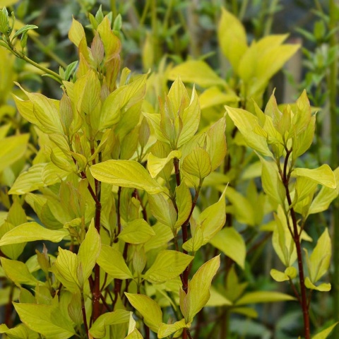 Dereń biały Aurea 2L