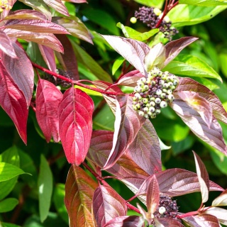 Dereń biały Siberian Pearls 2L