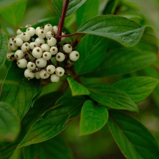 Dereń biały Sibirica 2L