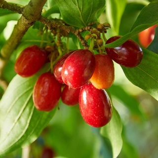 Dereń jadalny Jolico P9(0,5L)