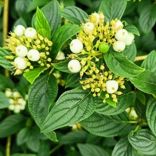 Dereń rozłogowy Flaviramea 2L