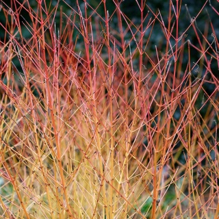 Dereń świdwa Winter Beauty 2L