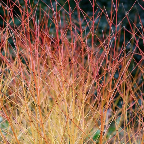 Dereń świdwa Winter Beauty 2L