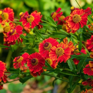 Dzielżan jesienny Helena Red Shades 2L