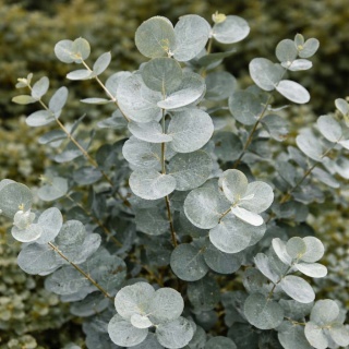 Eukaliptus Silver Dollar P9(0,5L)