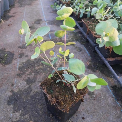 Eukaliptus Silver Dollar P9(0,5L)