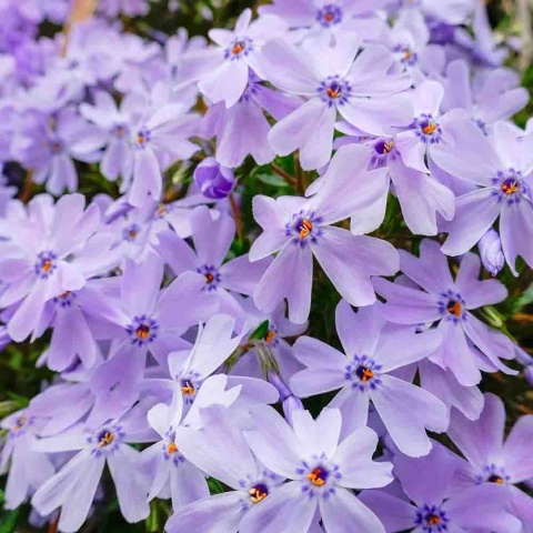 Floks szydlasty Emerald Cushion Blue P11(1L)