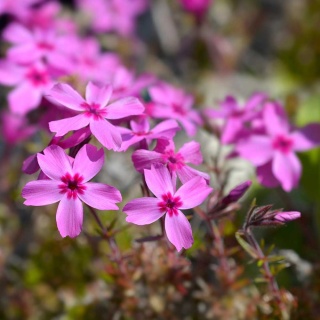 Floks szydlasty Moerheimii P11(1L)