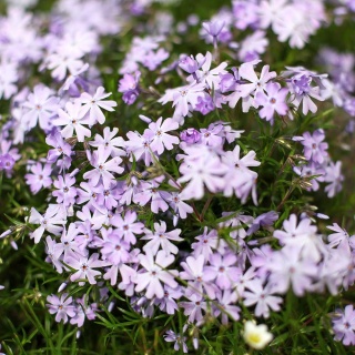 Floks szydlasty P11(1L)