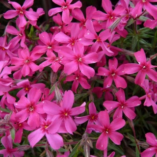 Floks szydlasty Scarlet Flame P11(1L)