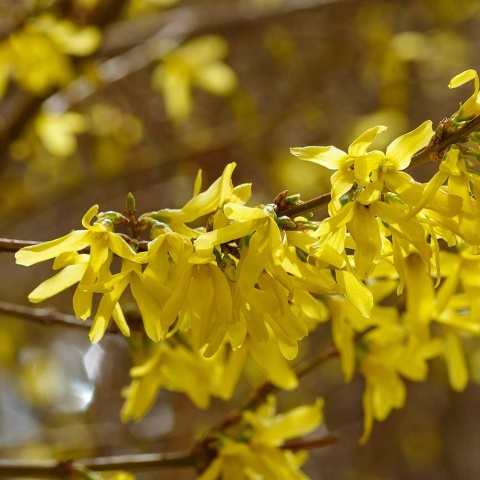 Forsycja pośrednia 2L