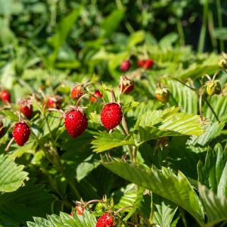 Fragaria vesca Regina 2L
